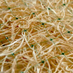 Excelsior held securely between biodegradable net.