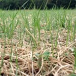 Grass growing through an excelsior blanket.
