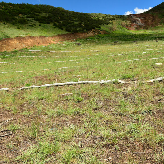 Nutrafic 1-4-1 quickly establishes deeply rooted native perennials on sensitive site.