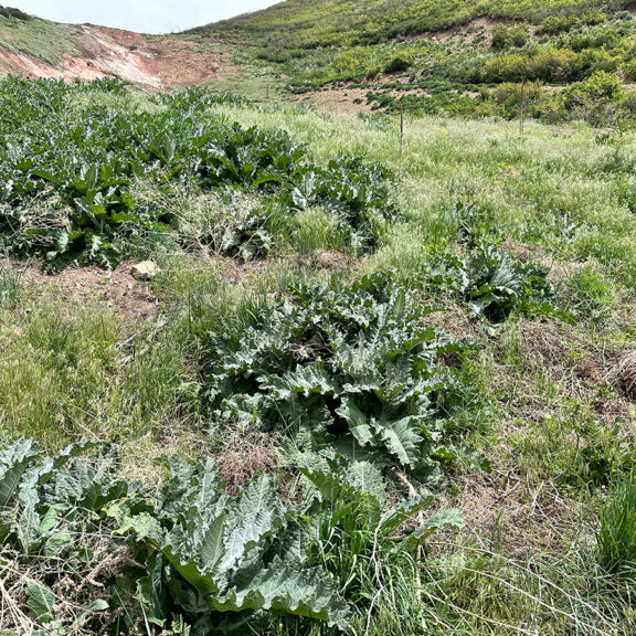 Nutrafix promoting native perennial vegetation to reduce combustible annual grass.