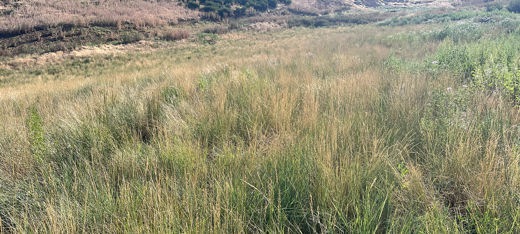 Nutrafix Mine Reclamation case study hero