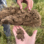 Fertilizer For Native Perennials increased root length on pastureland.