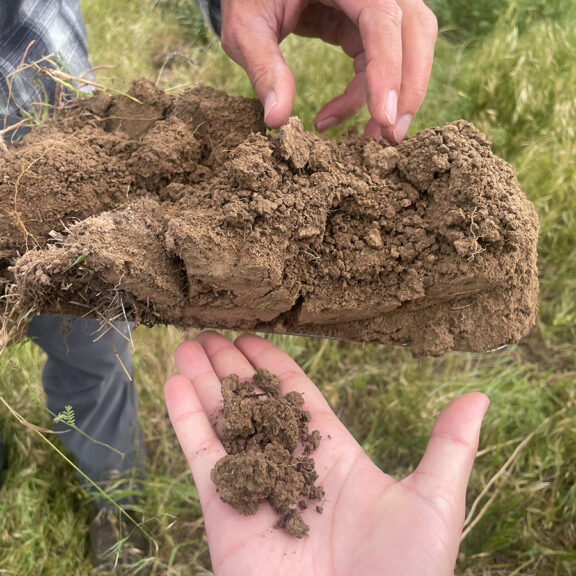 Fertilizer For Native Perennials increased root length on pastureland.