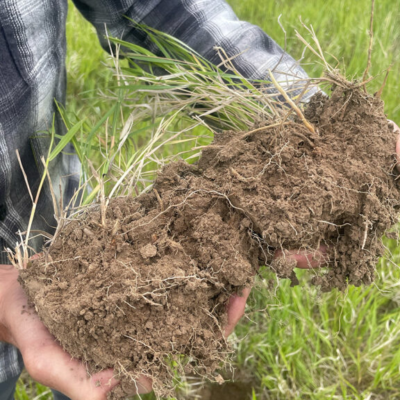 Showcase long perennial roots after applying Nutrafix.