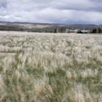 New perennial growth after applying fertilizer to reduce cheatgrass.