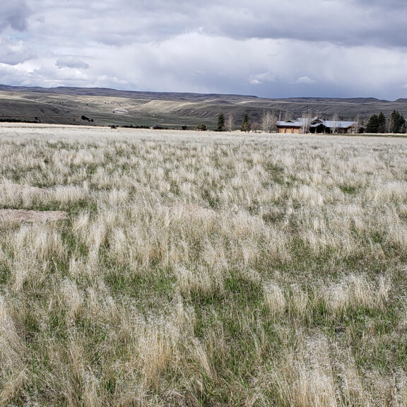 New perennial growth after applying fertilizer to reduce cheatgrass.
