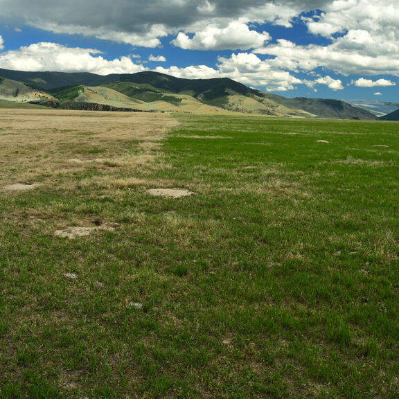 Perennials grass outcompeting annual cheatgrass on pasture.
