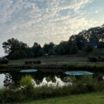 Beemats floating water treatment wetland on pond.