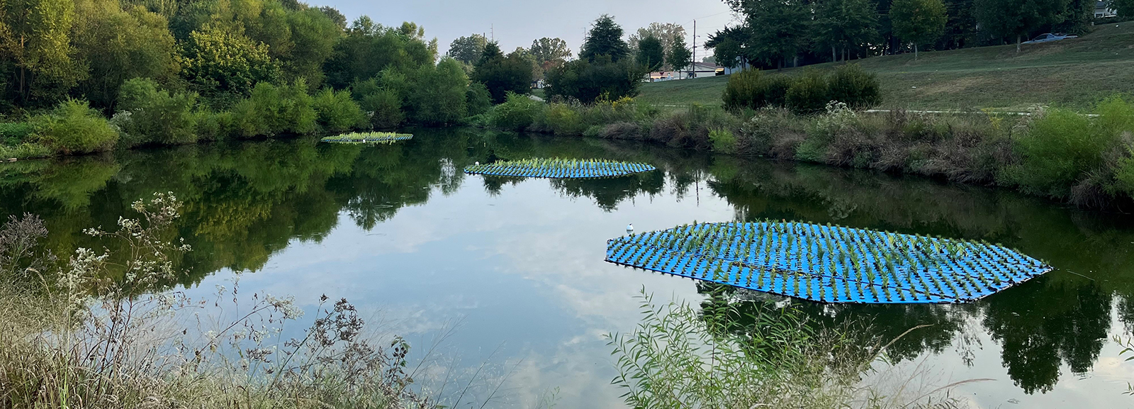 Installing Floating Treatment Wetlands on water to improve quality.