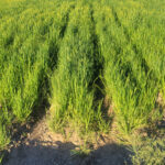 High-quality green grass and foraging vegetation after applying NutraFix.
