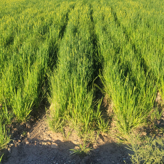 High-quality green grass and foraging vegetation after applying NutraFix.