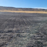Bare rangeland after burning Russian knapweed.