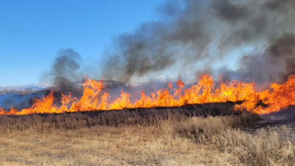 Burning Russian knapweed on rangeland.