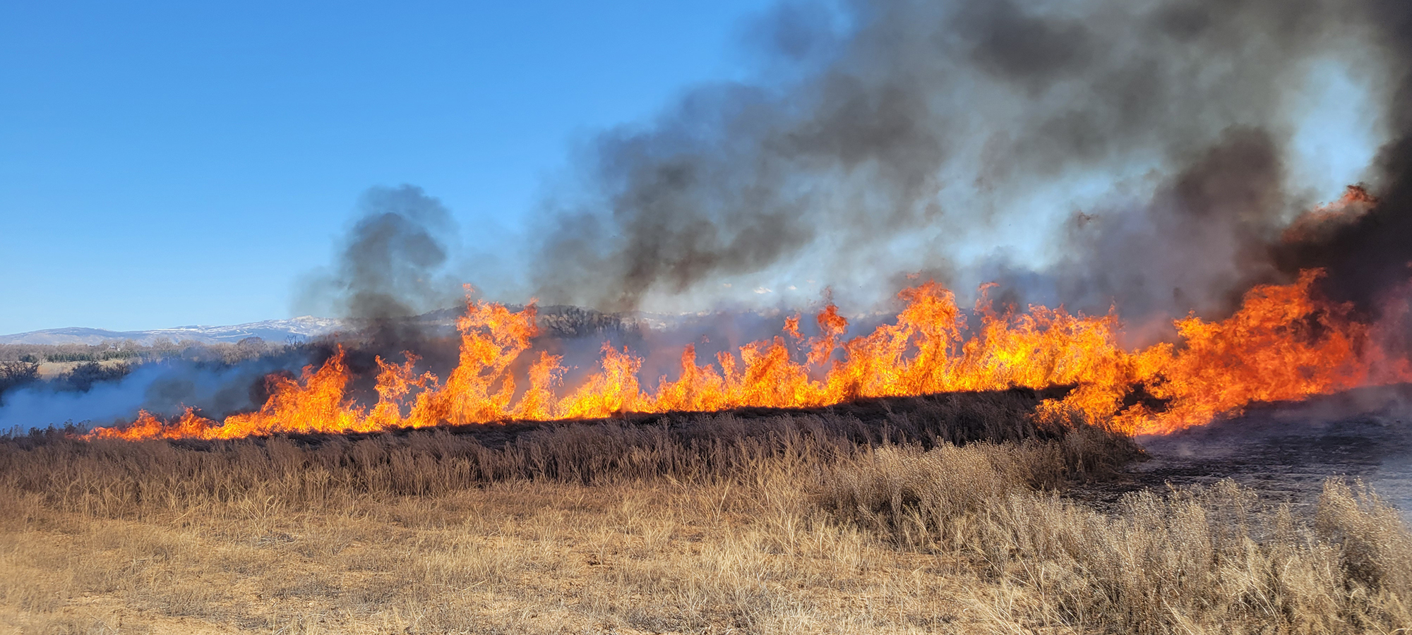 Burning Russian knapweed on rangeland.