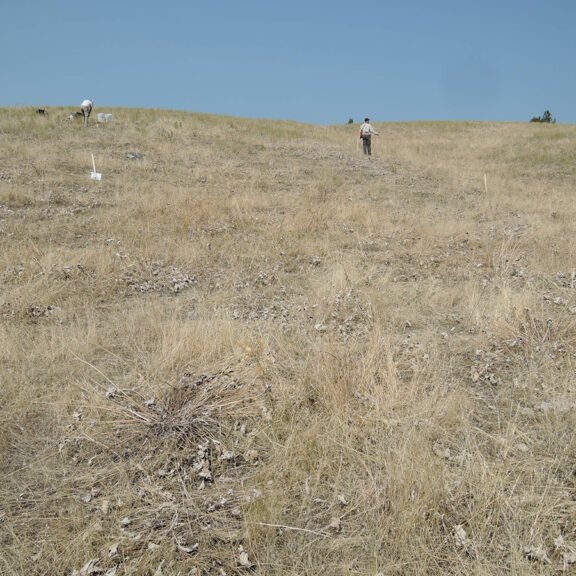 People walking hillside with annual grass accessing forage quality.