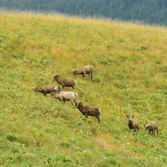 Native Grasses For Forage on hillside