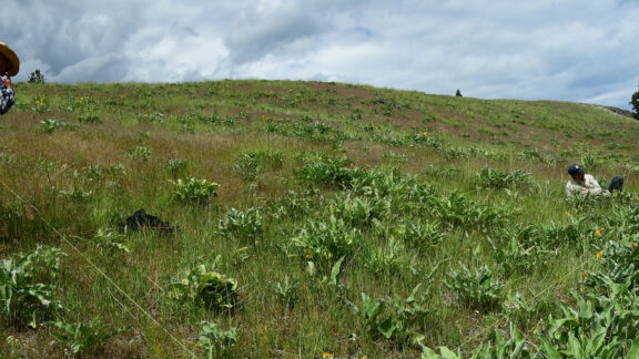 Perennial forage grass on Montana hillside.