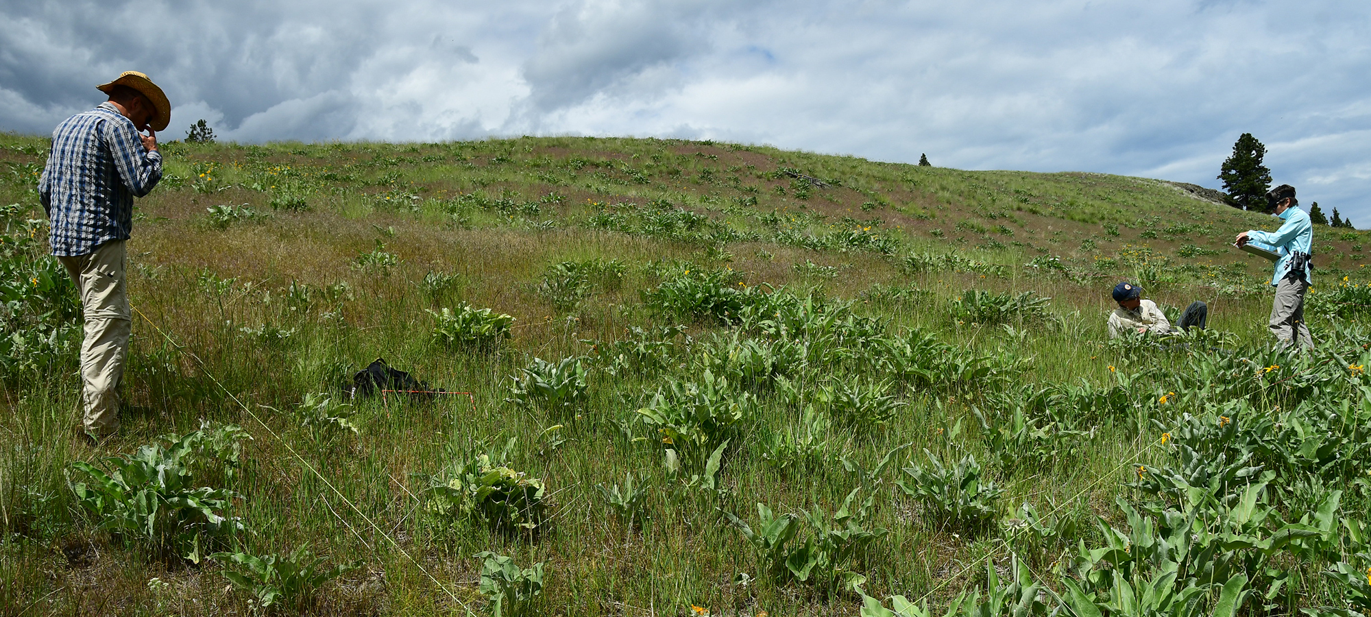 Perennial forage grass on Montana hillside.