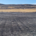 Bare soil in pastereland