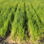 New green vegetation growing in pastureland