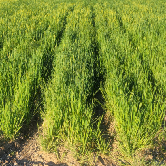 New green vegetation growing in pastureland