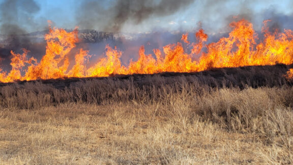 Burning Russian knapweed