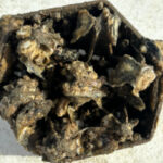 ferguson waterworks shoreline protection reef arches seawall tiles gallery 02