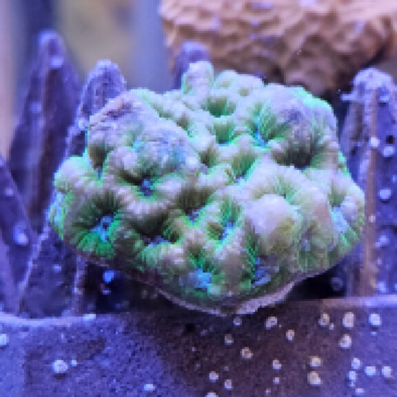 ferguson waterworks shoreline protection reef arches seawall tiles gallery 04