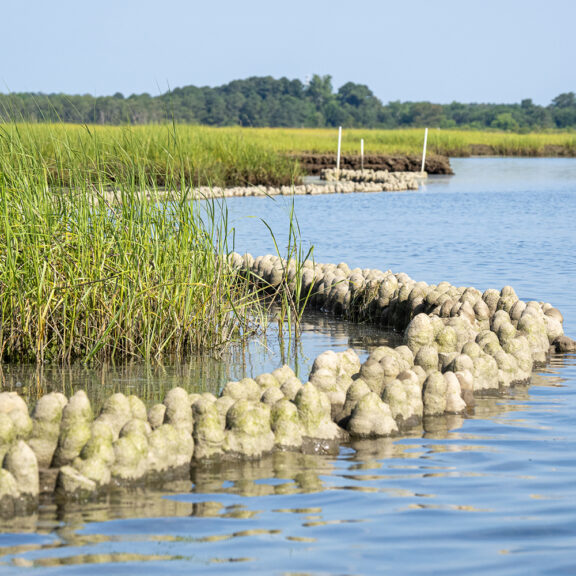 Natrx Exoforms protruding from the water near a grassy shoreline.