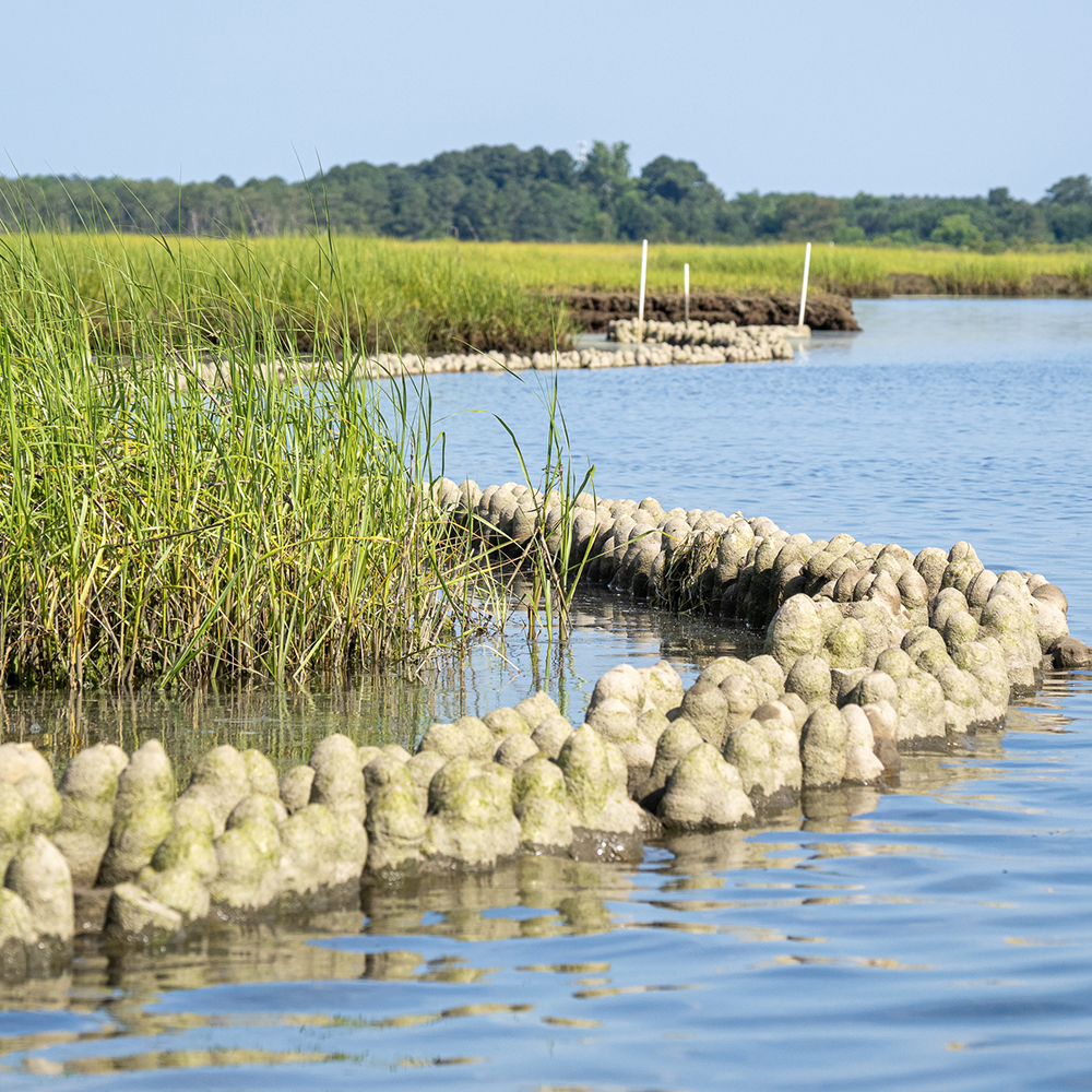 Natrx Exoforms protruding from the water near a grassy shoreline.