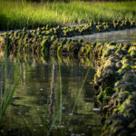 Natrx wavebrush-gallery 03