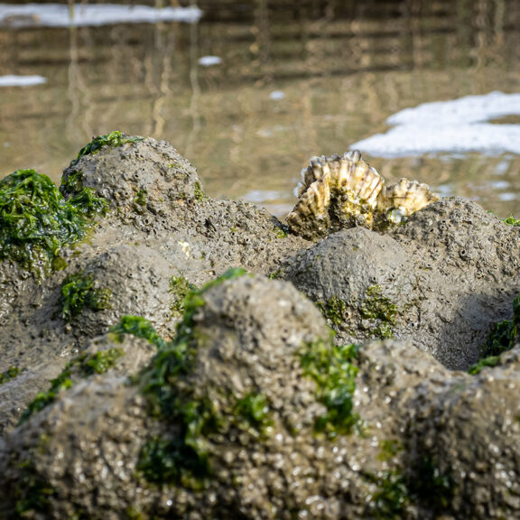Clams growing on Natrx ExoForms in a marsh area near the shoreline.