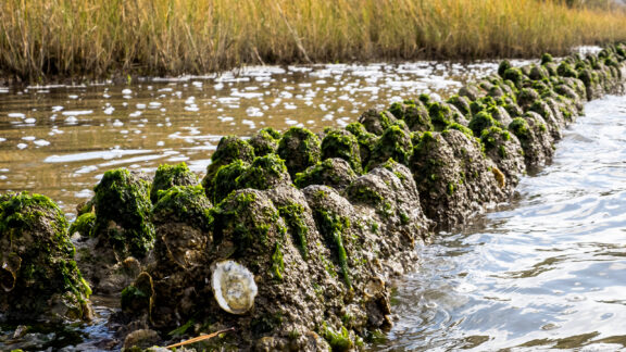 Moss and seaweed-covered Natrx WaveBrush ExoForms in marshy water.