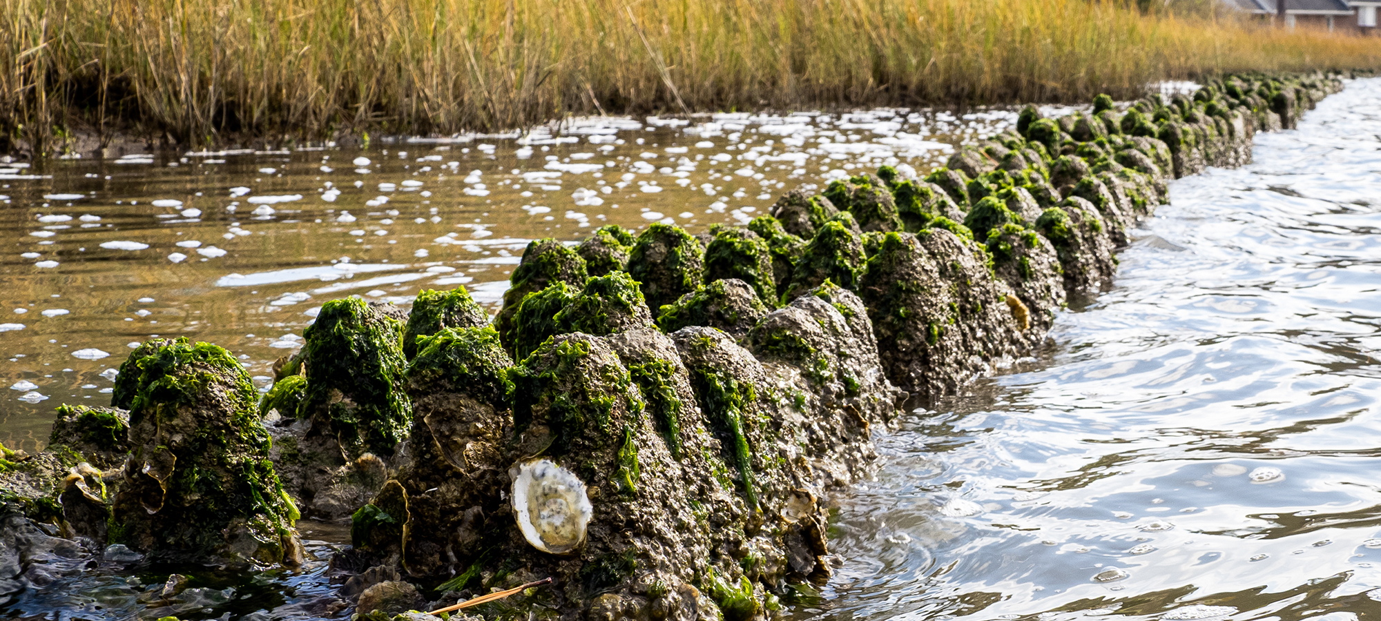 Moss and seaweed-covered Natrx WaveBrush ExoForms in marshy water.